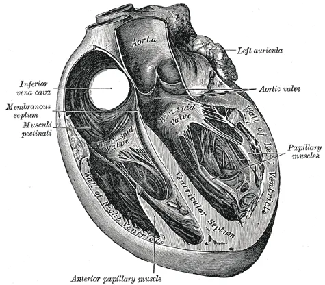 Interior dos ventrículos mostrando as válvulas mitral e tricúspide, cordas tendíneas e músculos papilares